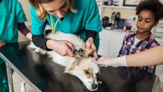 How much does an emergency vet cost? Make sure you