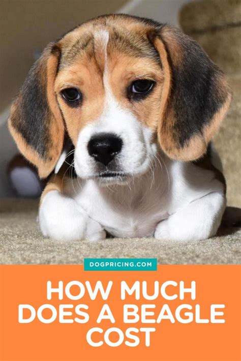 How much does beagle 401k cost. Nov 4, 2022 · How much does a beagle cost in the UK? Beagle puppies from a breeder in the UK will cost between £500-£1,000 pounds depending on where you are in the country and the quality of the breeder. Do beagles bark a lot? Beagles do have a tendency to vocalize and, as well as barking, they do howl. 