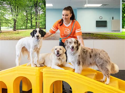 How much does dogtopia pay. 15 Dogtopia reviews. A free inside look at company reviews and salaries posted anonymously by employees. 