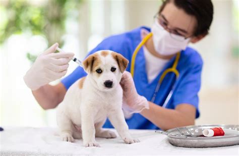 The cost of each vaccination will vary by location, but PetSmart typically charges between $25 and $50 per vaccination. Most vaccinations require a booster every 1 to 3 years, so the cost of vaccinations can add up over time.. 