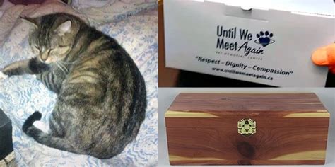 How much does it cost to cremate a cat. Cremate Return Ashes Eco Presentation (ornamental, scatter or burial) Pocket Pet. $30. $60. Small Pet. Up to 7 kg. $75. 