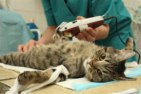How much does spaying a cat cost. So How Much Does It Cost to Get a Dog Spayed? The actual cost to spay a dog can vary depending on a number of conditions. A dog’s size is one of the primary determining factors – the cost for spaying a larger dog, especially one who is significantly overweight, will be understandably greater than for a small one. 