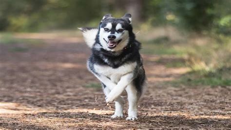 How much exercise should a husky get