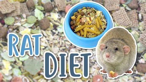 How much food should young rats eat a day? Rat Forum