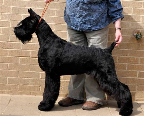 How much for a giant schnauzer. The Giant Schnauzer is a breed of dog developed in the 17th century in Germany. It is the largest of the three breeds of Schnauzer —the other two breeds being the Standard Schnauzer and the Miniature Schnauzer. Numerous breeds were used in its development, including the black Great Dane, the Bouvier des Flandres, and the German Pinscher. 