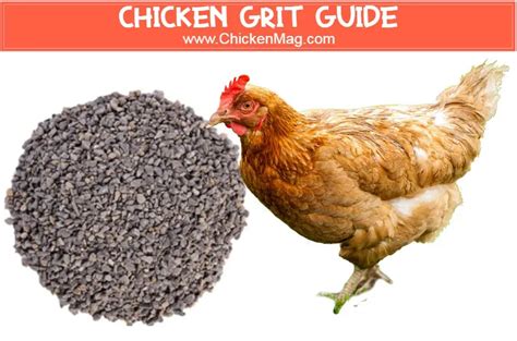 How much grit should a chicken eat a day? - Thank Chickens