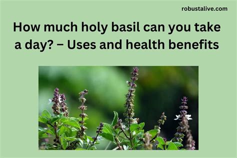 How much holy basil should i take
