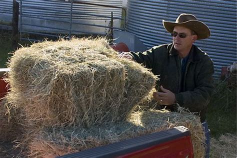 How much is a bale of hay at tractor supply. A standard bale of hay has fixed height and width, at 14 inches by 18 inches. The length, however, may vary according to the settings on the baler mechanism and is either 36 inches or 48 inches. 