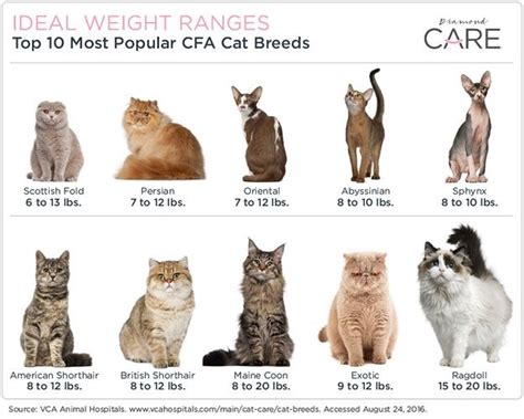 How much is a cat. It’s a wildlife sanctuary where the residents — all adoptable felines of various breeds — roam freely, receive regular veterinary care and, best of all, interact with nearly 13,000... 