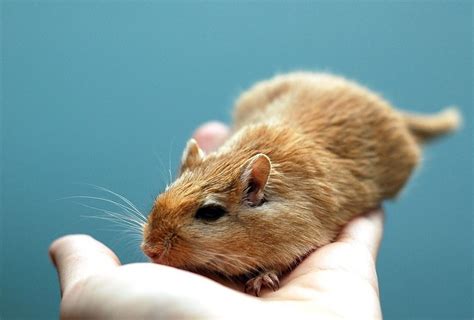 1. How big should a gerbil cage be? The recommended minimum cage size for two gerbils is around 10 to 20 gallons, or approximately 288 to 576 square inches of floor space. However, providing as much space as possible, ideally 20 gallons or more per gerbil, is beneficial for their well-being. 2.. 