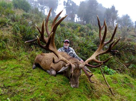 How much is a red stag hunt in New Zealand?