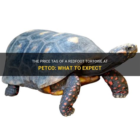 How Much Is A Tortoise At Petco. As of October 2019 the price of a pet tortoise at Petco ranged from $29.99 to $499.99. The cheapest tortoise available was a baby Russian tortoise while the most expensive tortoise was a sulcata tortoise. The price of a tortoise depends on the species size and age of the tortoise..