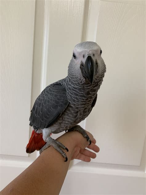 How much is an african grey parrot. Unlock the Ultimate African Grey Diet - Discover Expert Tips for feeding your African grey Parrot. Elevate Your Parrot's Well-being Today with BirdSupplies.com. Skip to content. FREE Shipping on US retail orders over $70 & subscriptions | Call Us! 719.650.0812. Shop. BIRD COLLARS. 