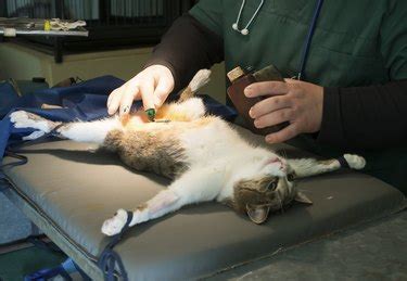 How much is it to get a cat spayed. Cats spayed before 6 months of age have a 7-times reduced risk of developing mammary cancer. Unlike dogs, spaying a cat at ANY age, reduces the risk of mammary tumors by 40%-60% in cats! Over 85% of mammary tumors in cats are malignant! Out of the 85% malignant tumors, most are locally invasive and can spread to other areas in the body. 