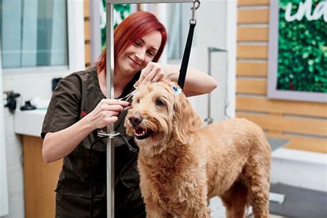 Oct 15, 2023 · How much does a Pet Groomer make at Petco in the United States? Average Petco Pet Groomer hourly pay in the United States is approximately $13.34, which is 27% below the national average. Salary information comes from 1,017 data points collected directly from employees, users, and past and present job advertisements on Indeed in the past 36 months. . 