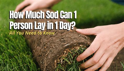 How much is sod. Lawn & Landscaping. Sod Calculator. Enter the size of your lawn to estimate how much sod you need, and add the price per roll to estimate how much it will cost. Length & Width. Area. Lawn Size: Width: Length: Optionally enter the price per roll of sod - average is $3 to $5 per roll. Price: $ Sod Estimate: Rolls (10 ft2) Pallets (450 ft2) 