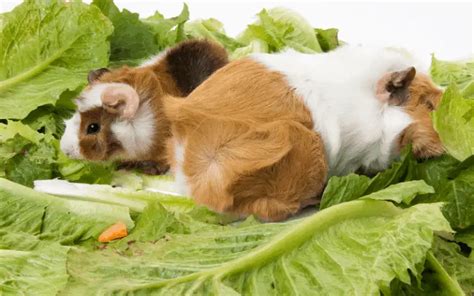 How much lettuce? The Guinea Pig Forum