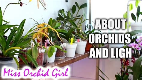How much light should orchids get