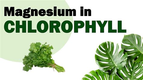 How much magnesium is in chlorophyll? – KnowledgeBurrow.com