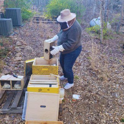 How much money can a beekeeper make in a year owning 100 hives?