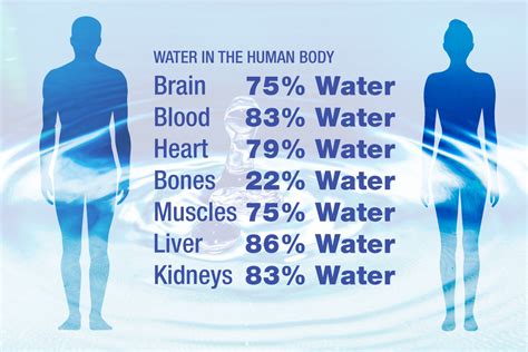 How much of water is in the human body. Water in Us. On average, 60-75% of the adult human body is water. It is a component of almost every body part, from our brain ... 