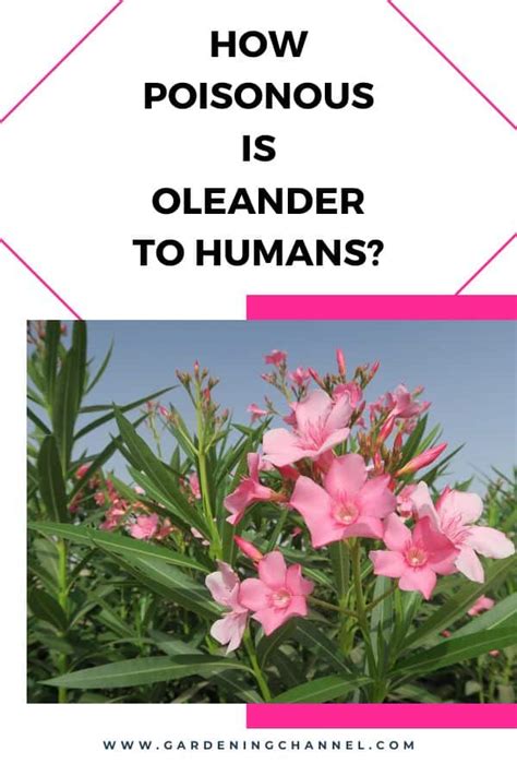 How much oleander is deadly to humans? - TimesMojo