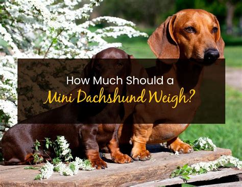 How much should a mini dachshund weigh
