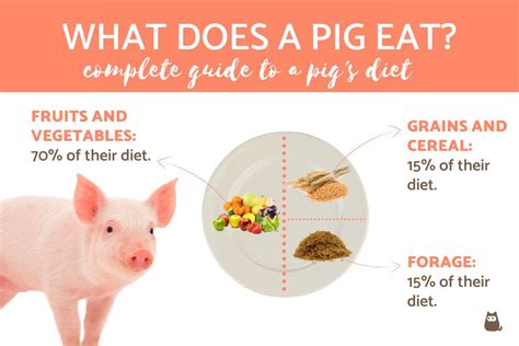 How much should a pig eat
