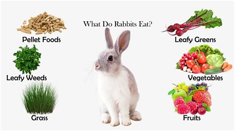 How much should a rabbit eat