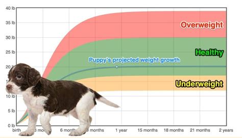 How much should a springer spaniel weight