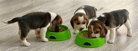 How much should i feed my beagle
