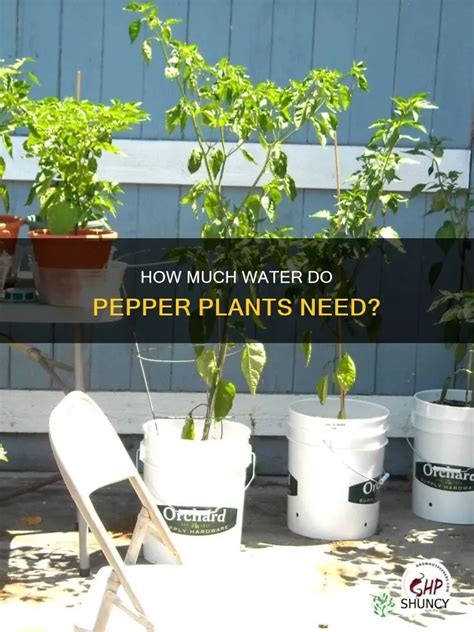 How much space do pepper plants need.  Choose a container that is at l...