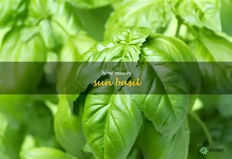 How much sun should basil get