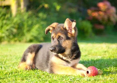 How much to feed a 2 month old German Shepherd puppy? You can give your puppy 