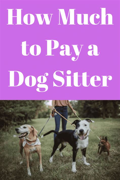 How much to pay a dog sitter for a week. The average amount that dog sitters charge for one week is $175. This amount will likely be lower for those with no experience, and higher for professionals. The time spent with the … 