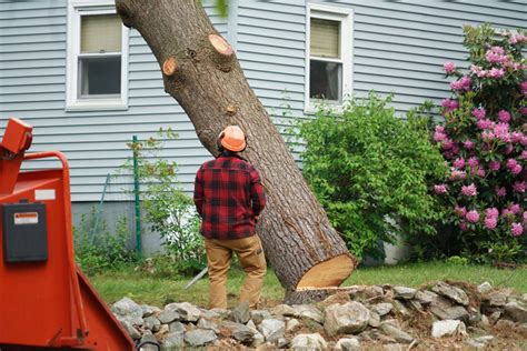 How much to remove a tree. May 22, 2023 · Tree removal costs range from $250 to $3,000 per tree, with the national average at $750 to $1,200. A tree’s height, width, species, and condition all affect the cost of removal. While cutting down trees on your own can be tempting, it’s a complex, dangerous job that professionals should handle. 