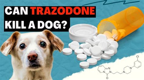 How much trazodone will kill you. Things To Know About How much trazodone will kill you. 