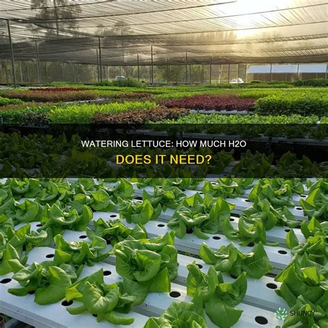 How much water does lettuce need.  Feb 17, 2026 · (in combinations suc...