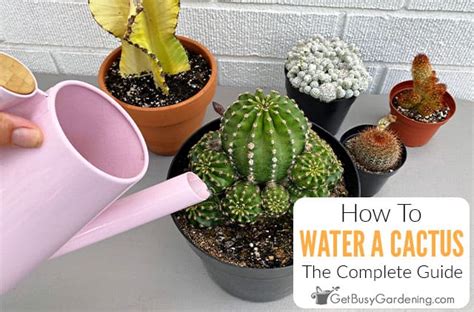 How much water should a cactus get