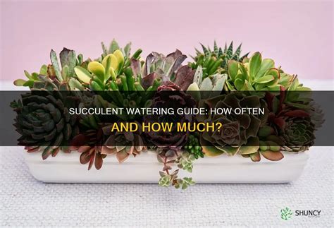 How much water should a succulent get