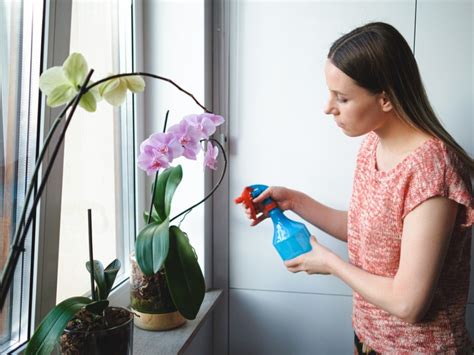 How much water should orchids get