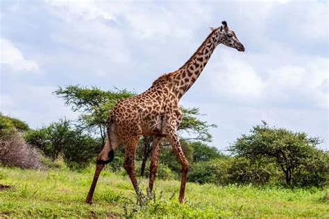 How much weight can a giraffe pick up.  How much additional weight could a giraffe lift w...