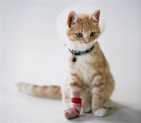 How much would it cost to declaw a cat. 31 Oct 2022 ... Cat declawing — medically called onychectomy — is exactly what it sounds like: the removal of your cat's claws. Onychectomy has fallen out of ... 