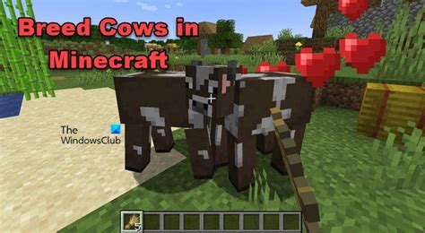 How often can you breed cows minecraft