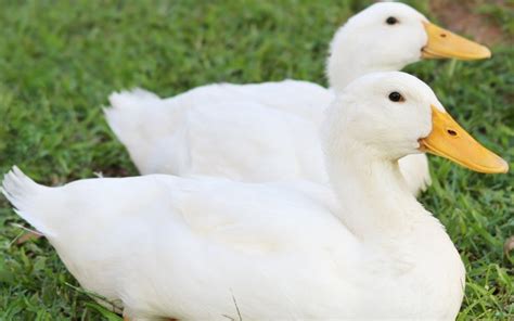 How often do pekin ducks lay eggs. 