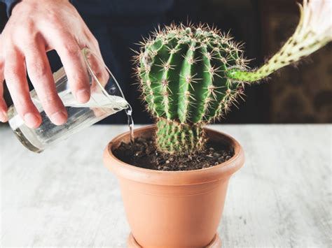 How often do you water a cactus. This means giving your cactus a good soaking by immersing it in water for about 10-15 minutes. By setting the pot in a cup of water, you are bottom watering the plant. This keeps water off of the base of the cactus – which can get rotten if it stays moist – and just gives the roots the moisture they need to thrive. 