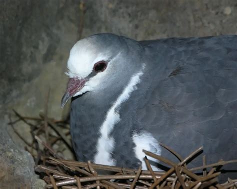 How often does a dove lay eggs? - Answers