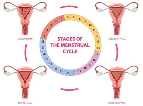 How often is your menstrual cycle