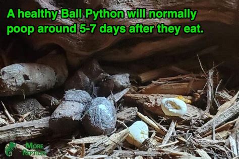 How often should a ball python poop