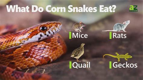 How often should a corn snake eat